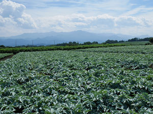 Éponge de Konjac biologique rose de haute qualité pour l'application du visage en gros du japon brosses de bain éponges et épurateurs - Product Image 6