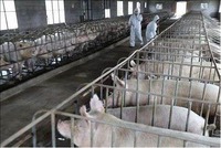 Caisses de mise bas de porcs galvanisées de lit de gestation de truie de haute qualité