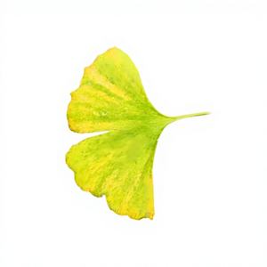 Bubuk Ekstrak Daun <span class=keywords><strong>Ginkgo</strong></span> <span class=keywords><strong>Biloba</strong></span> Berkualitas Tinggi 24% Flavonoid 6% Laktone Kelas Makanan - Product Image 3