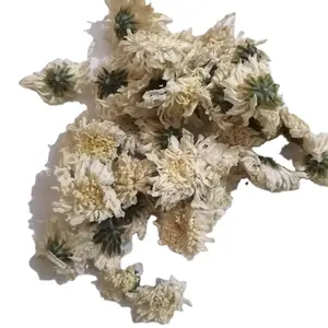 白菊干净手工采摘干干全白菊花茶