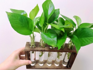Plantes aquatiques support de plantes <span class=keywords><strong>en</strong></span> <span class=keywords><strong>bois</strong></span> Terrarium avec 5 tubes <span class=keywords><strong>en</strong></span> verre jardinière de bureau hydroponique - Product Image 4