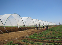Serre agricole Polytunnel végétal à vent élevé pour myrtille