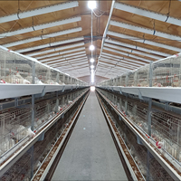 Système de cages automatiques pour poulets de chair, structure en H, acier galvanisé à chaud, 3-4 niveaux, alimentation, abreuvement, élimination du fumier, ferme avicole