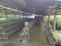 Cage à poulets de haute technologie Rtl, nouvelle, prête à l'emploi, 3 niveaux, type D, pour 1000 poulets aux Philippines