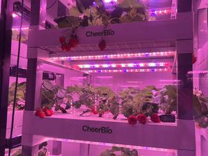 Akıllı saksı ve kapalı büyüyen cihaz-ev mutfak bahçe ve sera dikim için otomatik sulama sistemi - Product Image 5