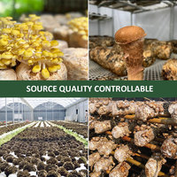 AMULYN Poudre d'huître séchée de qualité alimentaire pour champignons L-ergothionéine