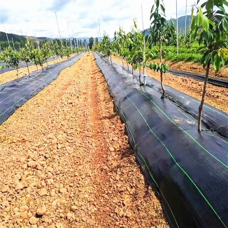 Verger biologique écologique Tapis de contrôle des mauvaises herbes en PP Usine anti-UV Barrière contre les mauvaises herbes Couvre-sol agricole Tapis en plastique Paillis