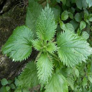 Feuilles de marrue (Urtica Dioica) séchées en vrac, naturelles, pour la fabrication alimentaire, la préparation de thé et la vente en gros commerciale - Product Image 1