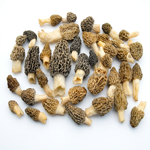 ผู้จัดจำหน่าย Morels จากอินเดีย - Product Image 1