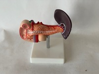 Modèle Anatomique Médical Populaire en PVC : Pancreas, Rate et Duodénum Humains, Modèle Anatomique du Foie Humain, Certifié CE/ISO
