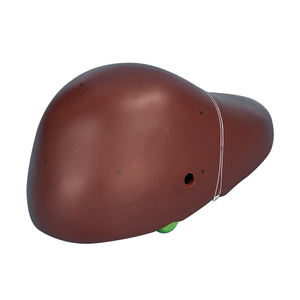 Distribution des canaux hépatiques Courage et du conduit biliaire dans les ZM1076-2 du foie 26*15*14 SMD0531 - Product Image 4