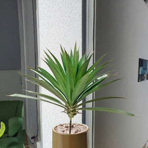 Bonsái de <span class=keywords><strong>agave</strong></span> artificial de 60cm de <span class=keywords><strong>altura</strong></span> con 35 hojas de plástico, planta suculenta en maceta a la venta - Product Image 3