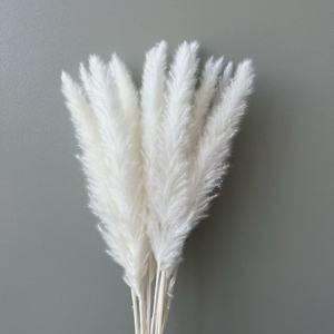 Rumput Pampas Langsung dari Pabrik 15Pcs/Pak Alami Kering Premium Ramah Lingkungan Tahan Lama Grosir Dekorasi Pernikahan Valentine - Product Image 4