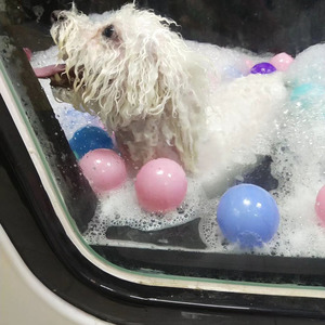 Baignoire pour animaux de compagnie en acrylique avec ozone pour toilettage vétérinaire, baignoire pour chiens et chats, <span class=keywords><strong>prix</strong></span> - Product Image 3