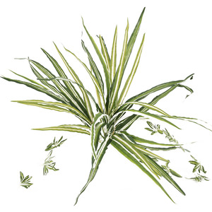 Commercio All'ingrosso di <span class=keywords><strong>Vendita</strong></span> calda di Seta Decorativo Pianta di Simulazione Hom Dicembre Artificiale Foglie di <span class=keywords><strong>Piante</strong></span> per le Decorazioni - Product Image 4