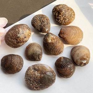 Coquilles de coquillages fossiles naturelles jadeifiées en gros pour la décoration de jardin, la décoration intérieure, les cadeaux et les projets de bricolage - Product Image 4