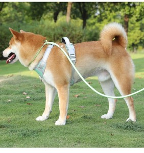 Correa y Collar para perros de varios colores, cuerda P de plomo, entrenamiento para caminar al aire libre, correas duraderas para perros, accesorios para perros - Product Image 6