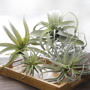 Vente en gros de plantes artificielles d'air de <span class=keywords><strong>tillandsia</strong></span> plantes succulentes en pot en plastique pour la décoration de la maison pour <span class=keywords><strong>le</strong></span> mariage et Thanksgiving - Product Image 2