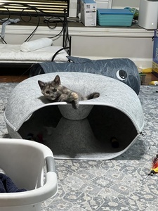 Nouveau produit phare : Lit pour chat tunnel rond en feutre, forme beignets à deux étages, design créatif et luxueux, personnalisable, vente en gros fabricant, niche pour chat Peekaboo - Product Image 3