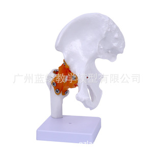 Modèle fonctionnel de l'articulation de la hanche, enseignement médical, modèle fémoral, enseignement et formation, modèle de l'articulation de la hanche humaine - Product Image 2