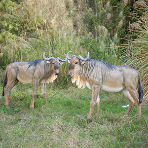 África animales salvajes Connochaetes accesorios/resina de tamaño natural wildebeest animales estatua/safrari animales widebeest decoraciones - Product Image 1