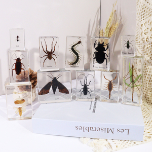 Hot Selling Taxidermie Presse Acryl Insecten Classificatie Hars Specimen Educatieve Hulpmiddelen Voor Het Lesgeven - Product Image 2