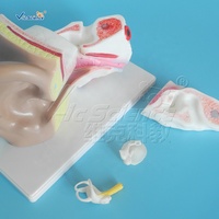 Modelo anatómico para agrandar la oreja, ciencia médica, anatomía del oído humano, modelo educativo, modelo de oído humano 3D anatómico agrandado