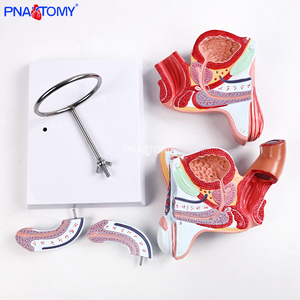 Modelo de Sistema Genital y Urinario Masculino de Tamaño Real, 4 Partes Desmontables, Herramienta de Enseñanza Anatómica, Material de PVC, Regalo Médico - Product Image 3