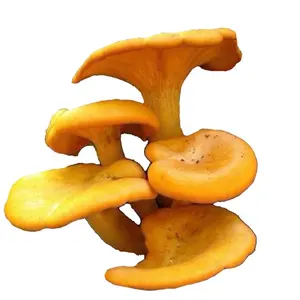 cantharellus cibarius IQF cantharellus cibarius