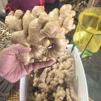 Racine de gingembre frais de qualité supérieure, gingembre éléphant en gros pour assaisonnement alimentaire et exportation directe de l'usine chinoise