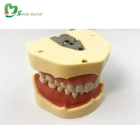 Modelo de Dientes Estándar, Modelo de Dientes Typodont para Estudio