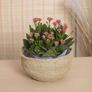 Hand Woven Seagrass <b>Basket</b> Round <b>Storage</b> <b>Basket</b> For Home Office Hotel Decor Degradable And Corrosion Resistant - Product Image 2
