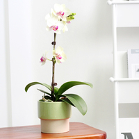 Pot à fleurs en céramique moderne avec glaçure colorée, durable et écologique, pour plantes vertes de bonsaï dans le jardin et sur le bureau