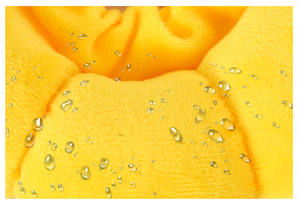 Collar de algodón antimordedura para mascotas, collarín para perros, girasoles y gatos, novedad - Product Image 3