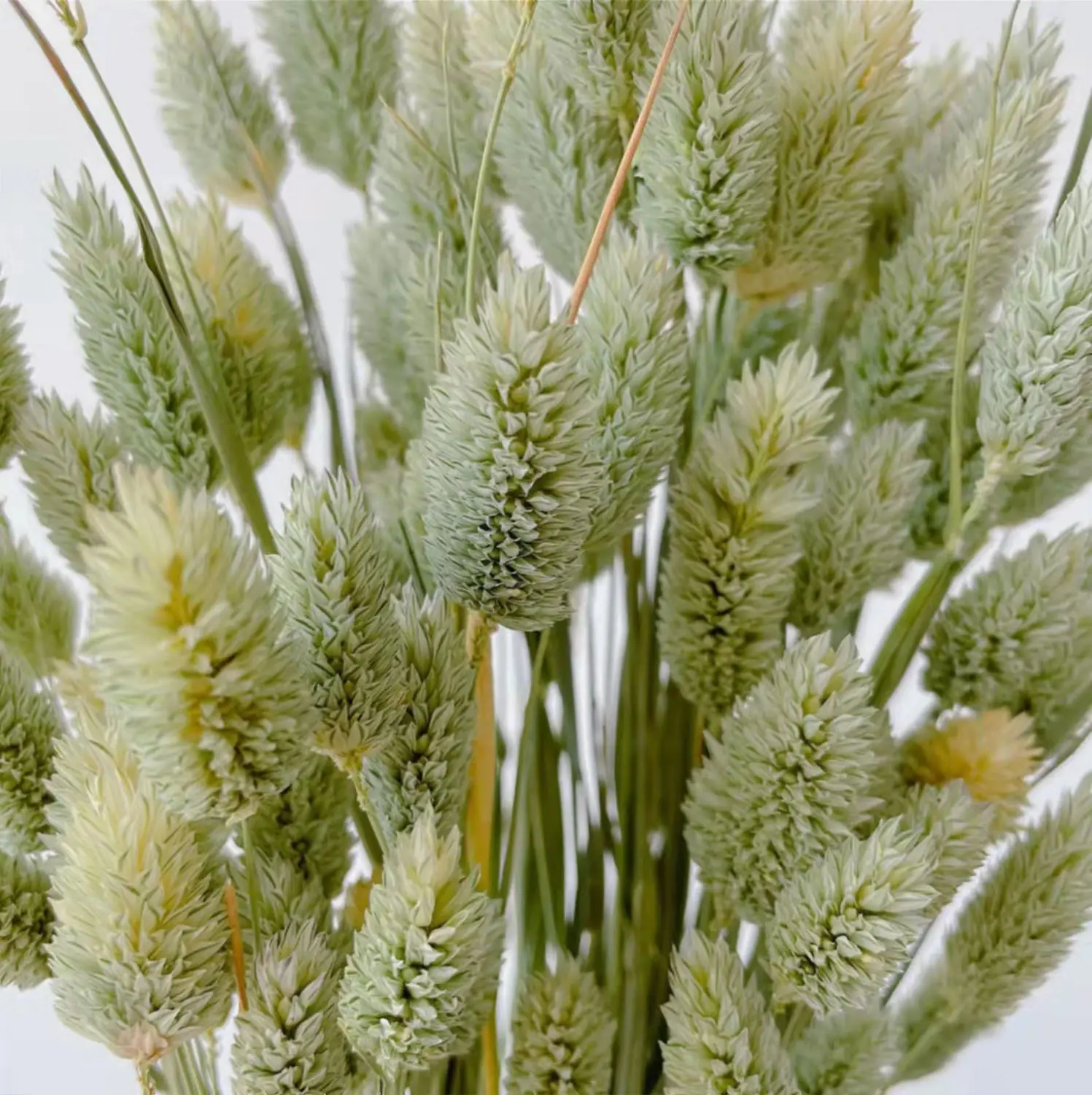 Натуральный сушеный цветок Factory Sen, Сапфировая трава оригинального цвета, красивая трава, настоящий цветок в стиле ретро, настоящая трава, художественное украшение