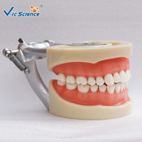 Modelo de Entrenamiento Dental, Modelo de Plástico de Dientes Humanos, Modelo Educativo de Ciencias Médicas
