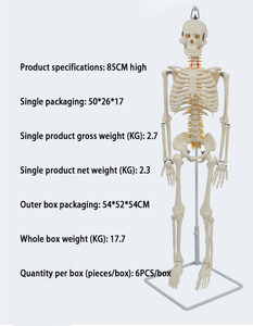 Modelo de Esqueleto Colgante de PVC de 85 cm de SCIEDU, Modelo Anatómico para Ciencias Médicas - Product Image 2