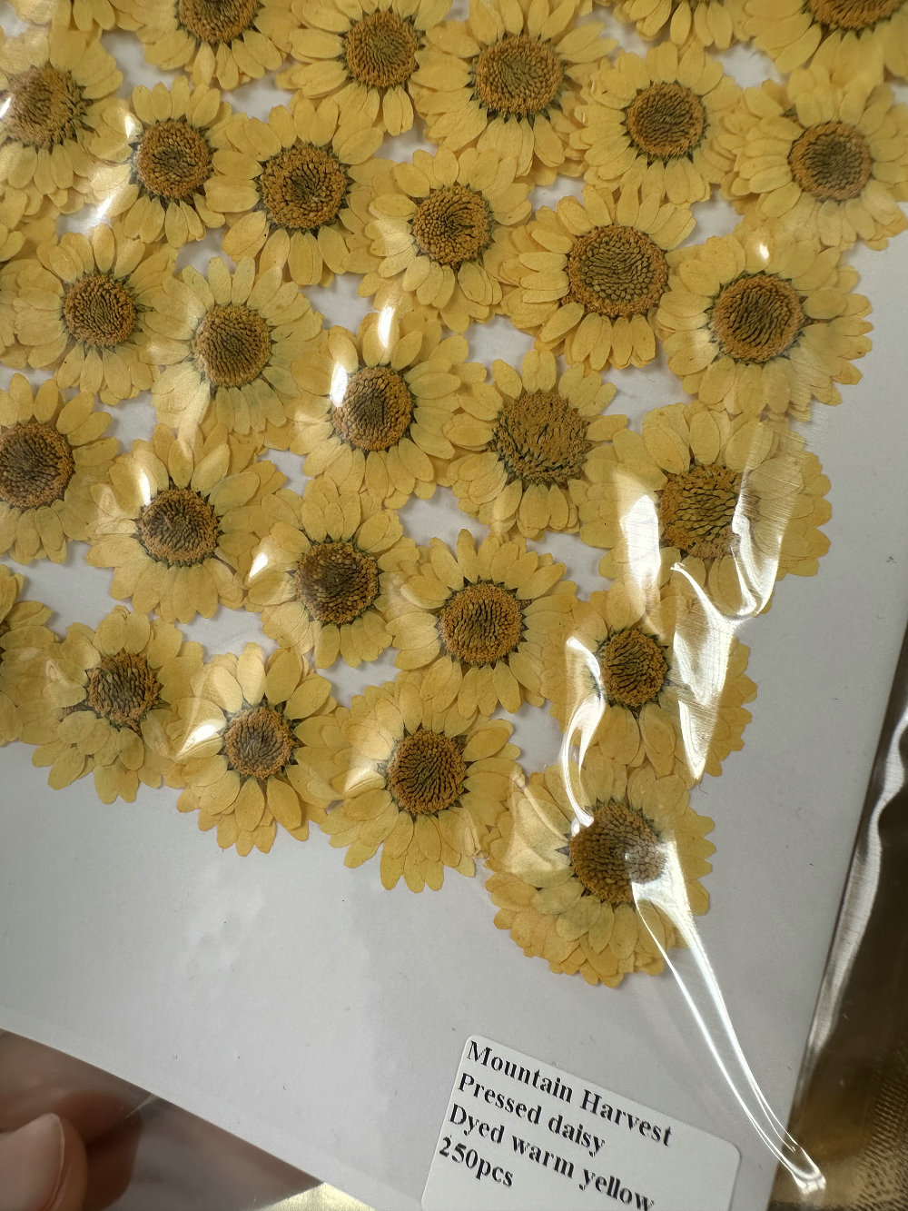 Tinto di giallo caldo, 12 pezzi/sacchetto