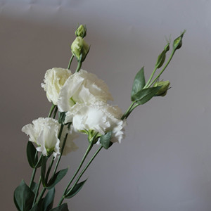 Lisianthus <span class=keywords><strong>Eustoma</strong></span> <span class=keywords><strong>Grandiflorum</strong></span> Recién Cortado al por Mayor para Ramos de Boda, 40-80 cm, <span class=keywords><strong>Eustoma</strong></span> al por Mayor, Flor de Lisianthus Cortada - Product Image 4
