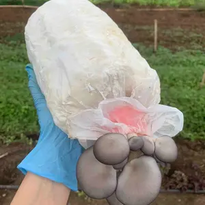 Sacchetti di allevamento di funghi in polipropilene con filtri