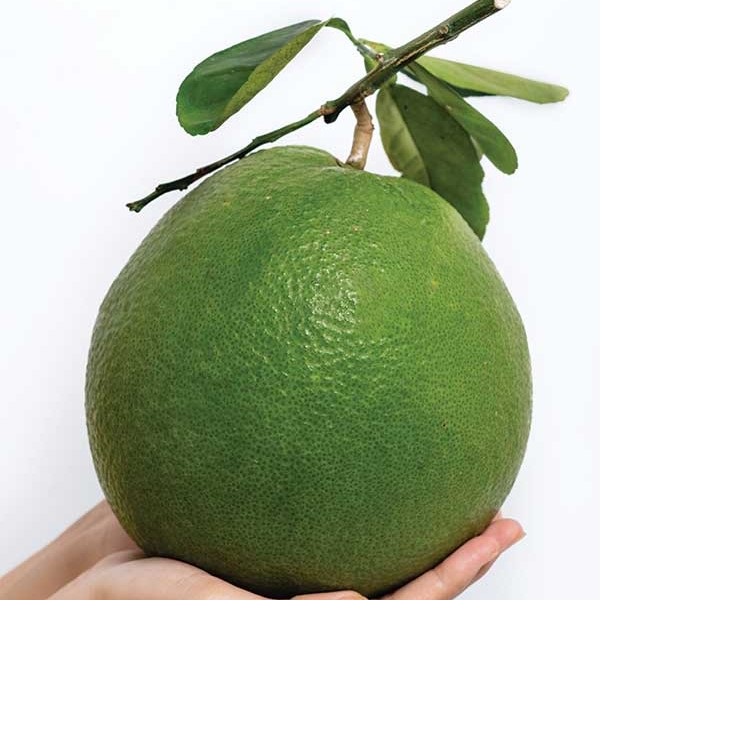 Vietnam ekspor buah anggur segar/Pomelo dalam 10kg kotak karton 1.1 - 1.5kg buah ekspor Unggulan-apa. sap Linda 0084989322607