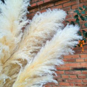 Herbe de la Pampa 2026 en gros, grande plume naturelle séchée et préservée, pour décoration bohème, mariage, fête des Mères, Noël, longue durée, 3-5 - Product Image 6