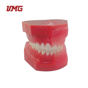 Bambini di età compresa tra 9 e 12 anni decidui sostituzione dei denti insegnamento dentale modello di sviluppo denturale C - Product Image 5