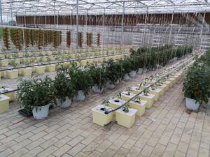 Compleet Hydrocultuur Nederlands Bloesemmerplantsysteem Voor Het Kweken Van Komkommer/Tomaat - Product Image 4