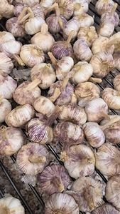 Semillas de <span class=keywords><strong>ajo</strong></span> <span class=keywords><strong>morado</strong></span> de alta calidad de China para agricultura mayorista exportador para plantación de <span class=keywords><strong>ajo</strong></span> fresco - Product Image 5