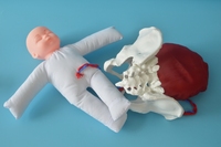 Modèle de bassin féminin pour démonstration de naissance avec cordon ombilical et placenta, pour l'enseignement en obstétrique et gynécologie, conforme CE/ISO