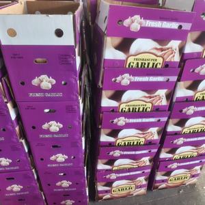 Ajo Fresco Chino, Verduras Frescas de China, Exportador de Ajo Fresco, Precio al por Mayor, Ajo Fresco, Ail Frais, Alho - Product Image 4