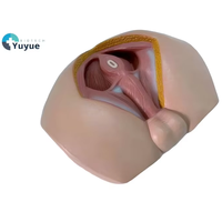 Modèle anatomique masculin de PVC pour muscles pelviens périnéaux et génitaux