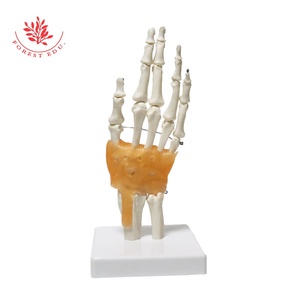 Modelo <span class=keywords><strong>de</strong></span> Educación Hip anatomía modelo <span class=keywords><strong>de</strong></span> seis conjunta modelos - Product Image 2