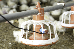 Nuevo Modelo PH-C01 PH Comedero para Aves de Corral, Línea de Alimentación con Tornillo Sin Fin, Equipo de Alimentación Automática - Product Image 4